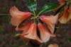 cinnabarinum ssp xanthocodon-2 (92-016)